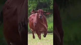 🔴 BRAHMAN ROJO ✅ Ganado De Engorde