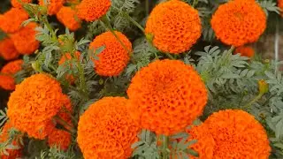 Marigold seed plant's packing.