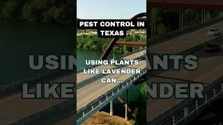 Pest Control in Austin, Texas