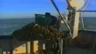 pêche aux civelles, pétoncles et au chalut