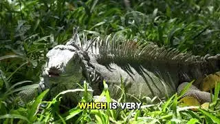 Why Iguanas Love the Sun