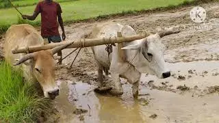life of a farmer in village (odisha)🥰Jay kisan 🙏