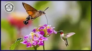 Hummingbird or Moth? The Insect That Mimics Birds In Nature