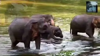 HEH -  Elephants