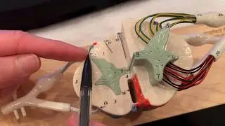 Spinal Cord Model