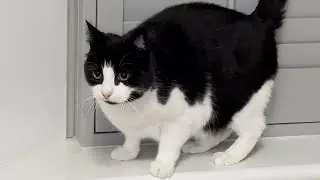 Cat Zoomies & Barking