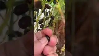 Pygmy Palm fruits. Are they edible? #fruits #shorts