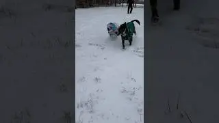 My dog don&rsquo;t know how to wear hoodies #dog #snow #funny #dogs #fyp ￼