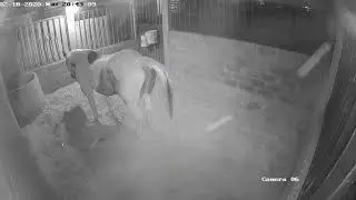 Parto de una yegua (completo) . Una yegua antes de parir . Horse before giving birth (complete)