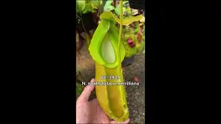 Spotlight on N. spathulata x merrilliana | BE-3949