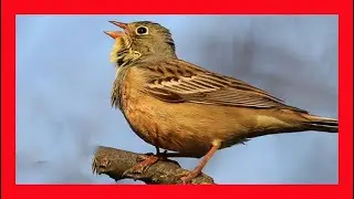 Cадовая овсянка, Sadovaya Ovsyanka Пение - Emberiza Hortulana