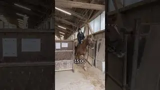 Wie lange brauchst du im Stall?🐴 #horse #equestrian #pferd #horseriding #horsefan #shorts #horses