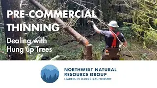 Pre-Commercial Thinning - Dealing with Hung up Trees