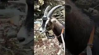 I thought we were going hiking!!?🤪 #goat #packgoats #hike
