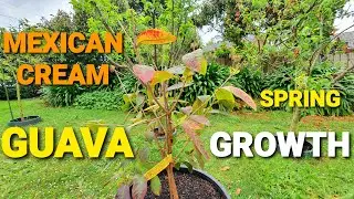Mexican Cream Guava Spring Growth - Very Sweet Variety!