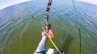 BOW FISHING saltwater fish to eat - black drum stingrays