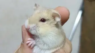 HAMSTER ÇİFTLEŞTİRME VE EŞ SEÇİMİ NASIL YAPILIR ? #hamsters #hamsterbakımı #hamsternasılbakılır