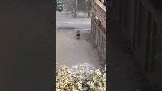Lion shoot With Gun after Came Out From House #noumanhassan #bengaltiger #lion #tigercubs #lion