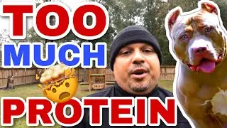 American Bully: Bad Effects Of Too Much Protein