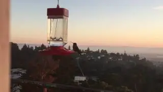 Hummingbird Feeding and Peeing?