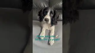 Do u like my puppy? 🐶 #sprocker #spaniel #puppy #puppylove #puppydog #puppylove #puppylife