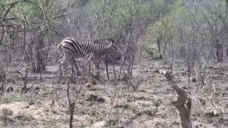 Cute baby Zebra and mom