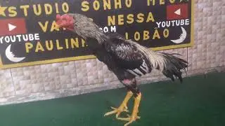 Fran da cria&ccedil;&atilde;o do Mutran com Jaiminho