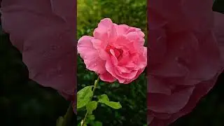 Versailles Garden 🌸 Stunning Rose Close-Up #shortsfeed #shorts #roses #paris #versailles #tourism