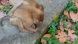 O.M.G! What Happen for Poor Monkey? Sovanna Group Monkeys do not welcome other members from outside