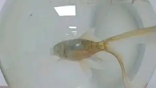 بدأت قناة 