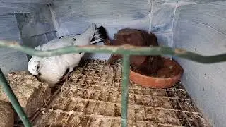 Palomas buchon canario espectacular la raza,  disfrutando un rato con ellos  , guapos guapos