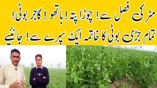 One spray to eliminate weeds & broadleaf weeds from pea crops|مٹر سے جڑی بوٹی اور چوڑے پتے کا خاتمہ