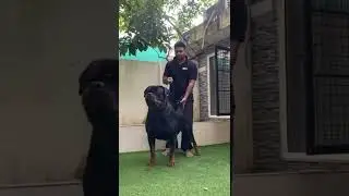 Big giant Boy... Bugzy f.h Menidic. Serbian Rottweiler.