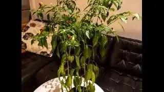 Amazing Recovery of a Chili Plant after 5 Days without Water [Timelapse]