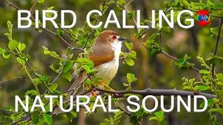 Ashy prinia Bird Calling Beautiful View of Evening - THE NATURE