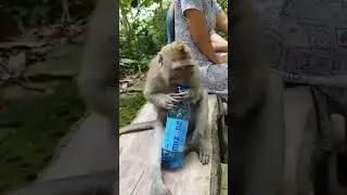 Clever monkey opens water bottle - Monkey forest Indonesia 🇮🇩 #shorts #monkey #indonesia #bali