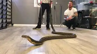 Facts about king cobras!