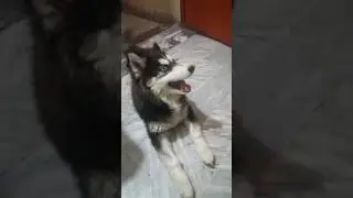 Husky best Therapist😳 |Mini vlogs #Shorts #short #youtubeshorts