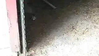 Mother and baby possum in my backyard