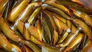 Local Net Fishing Video - Best Amazing Net Fishing Videos