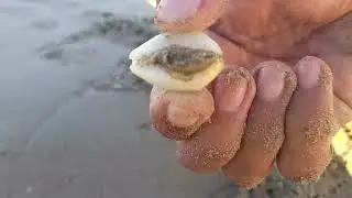 морские слизни Поиск крабов, моллюсков, слизней и рыбы во время отлива