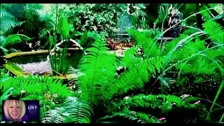 My Sub-Tropical Garden Around the Pond
