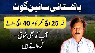 Pure taddy goats ka shouk kren ||Dhool Goat Farm 