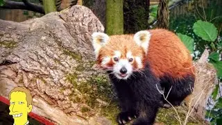 Greater Vancouver Zoo Tour: Grizzly Bear Cubs and Red Pandas