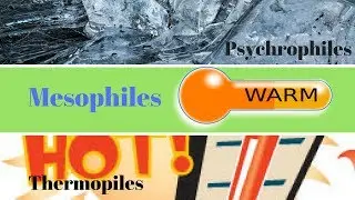 Thermophiles, Mesophiles, Psychrophiles | How to Study Microbiology