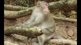 NICE MONKEY IN AMBER GROUP ,JANE FAMILY MONKEY