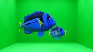 free green screen of dory fish swimming in the aquarium, #greenscreen #greenscreendoryfish