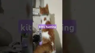 kitty hunting #kitty #cats #hunting