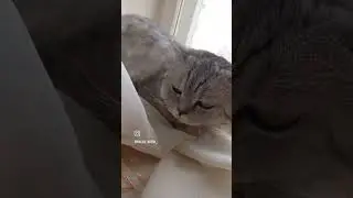 #кот #котикиправятмиром #котики #кошки #кошка
