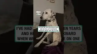 Another night with awkward dog 🐶😂        🎥: Collab